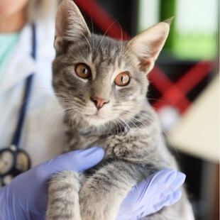 Cat Services in Scottsdale