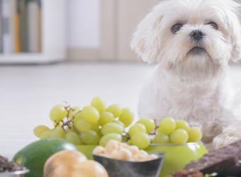 9 Human Foods That Are Toxic to Pets (And Their Healthy Alternatives!)