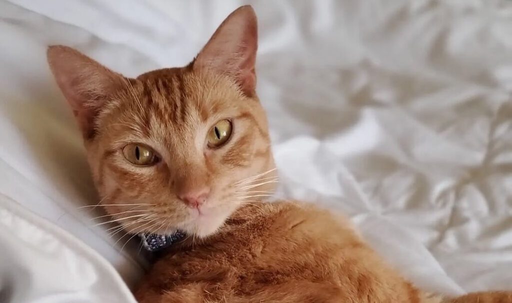 Orange tabby cat resting on a soft blanket during a veterinary wellness visit in Scottsdale, AZ