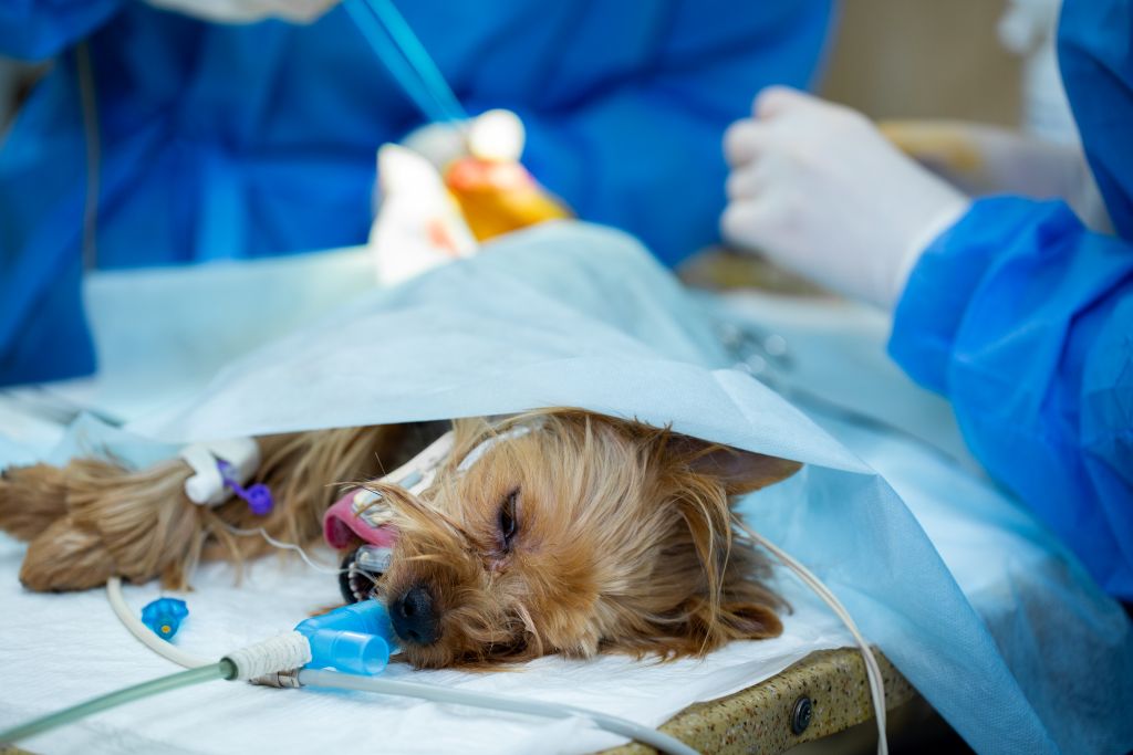 Veterinary team preparing a dog’s leg for surgery at Scottsdale Animal Hospital in Scottsdale, AZ