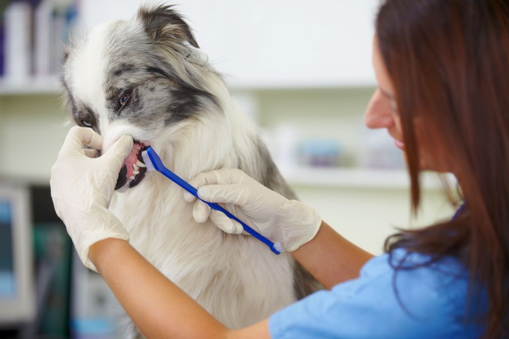 Woman brushing a small dog’s teeth as part of routine pet dental care in Scottsdale Animal Hospital