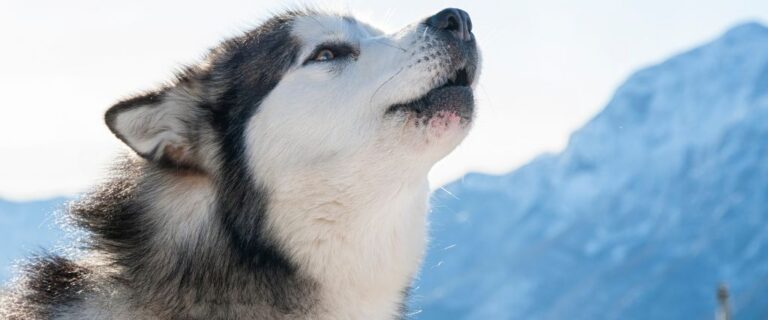 Gray-and-white Alaskan Malamute shown in profile looking upward against a bright sky
