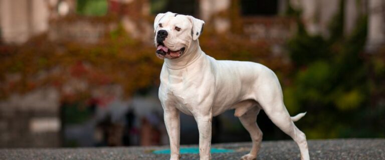 American bulldog standing outdoors with a broad head and friendly open-mouth expression
