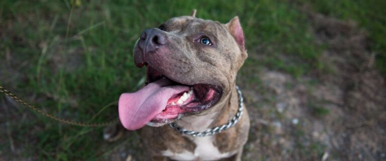 American Staffordshire Terrier shown in close-up outdoors with an open mouth and broad head