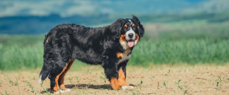 Bernese Mountain Dog standing outdoors with a long black, white, and rust-colored coat