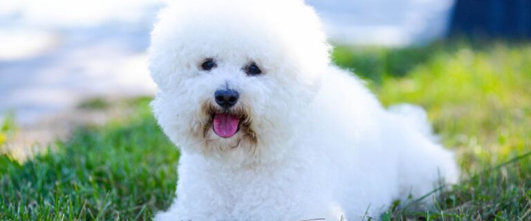 White Bichon Frise relaxing outdoors with a fluffy coat, dark eyes, and tongue out