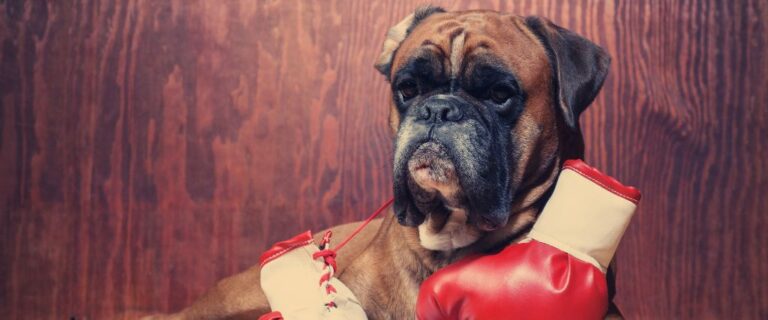 Boxer dog breed shown against a wooden background with a dark muzzle, and wrinkled brow