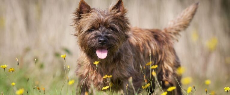 Cairn Terrier standing outdoors with upright ears, a shaggy brown coat, and tongue out