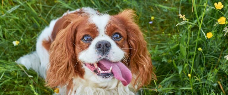 Cavalier King Charles Spaniel shown in close-up with long ears and chestnut facial markings