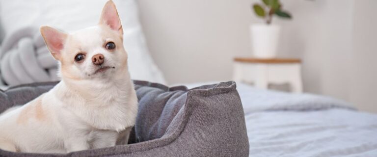 A curious Chihuahua resting indoors with one upright ears