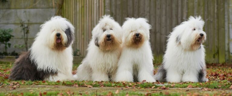 Four Old English Sheepdogs standing together outdoors with shaggy white-and-gray coats