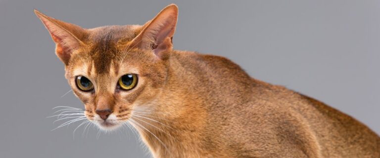 Reddish Abyssinian cat shown in close-up with large ears, green eyes, and a sleek coat