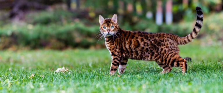 Young spotted Bengal cat standing outdoors in Scottsdale AZ
