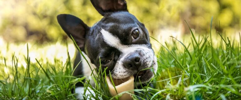 Boston Terrier shown close-up outdoors in Scottsdale AZ
