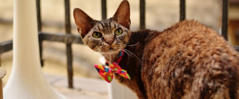 Brown Bengal cat with green eyes and a spotted coat standing alertly inside a bright home
