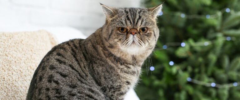 Brown tabby cat sitting outdoors during a feline health and wellness assessment in Scottsdale