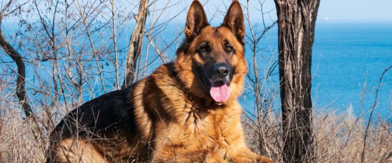 German Shepherd standing outdoors with upright ears and a black-and-tan coat in winter