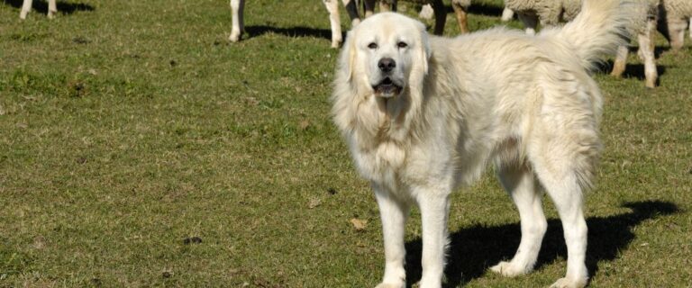 Great Pyrenees standing on grass with a relaxed expression and long cream-colored coat