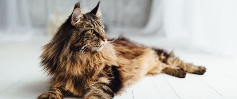 Long-haired Maine Coon cat reclining indoors at Scottsdale Animal Hospital
