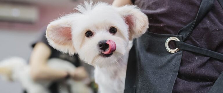White Maltese puppy sitting outdoors with dark eyes, a soft coat, and its pink tongue visible