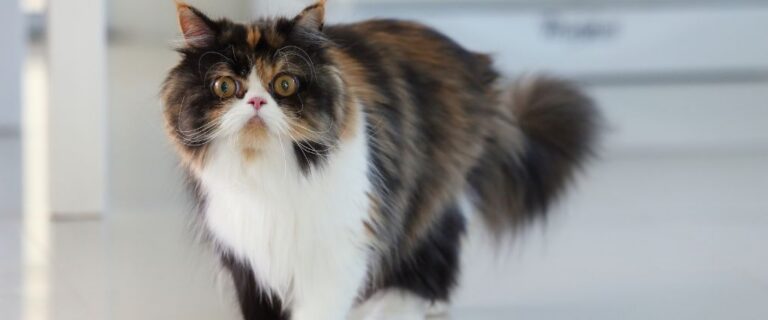 Long-haired persian cat standing indoors during a feline wellness visit at Scottsdale Animal Hospital