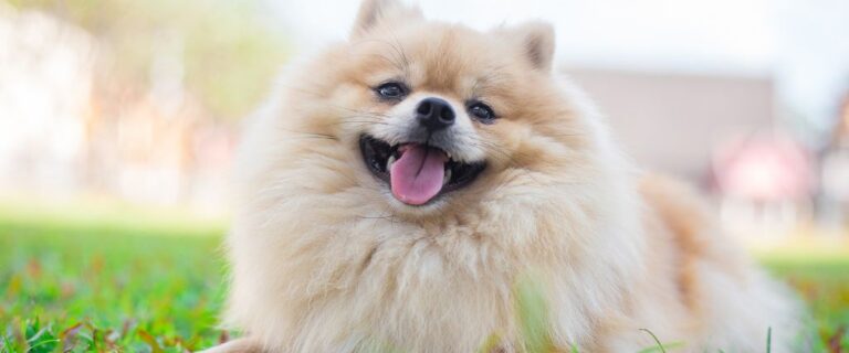 Smiling Pomeranian shown in close-up with dark eyes and a fluffy cream-colored coat