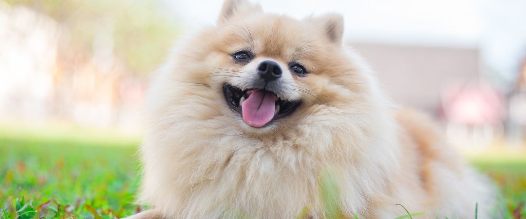 Smiling Pomeranian shown in close-up with dark eyes and a fluffy cream-colored coat