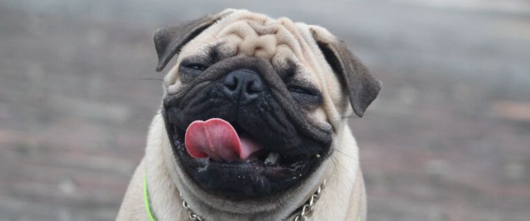 Pug shown in close-up with a wrinkled face, curled tongue, dark muzzle, and fawn coat