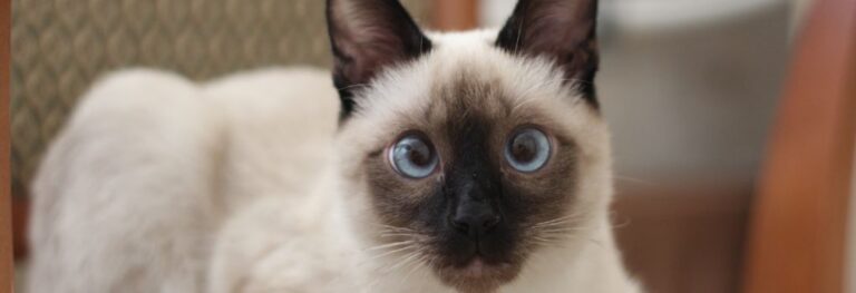 Siamese cat with blue eyes shown in a close-up portrait