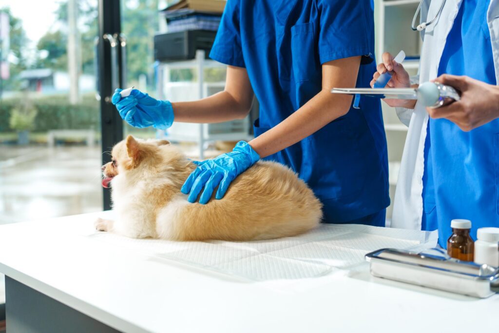 Veterinary team preparing an orange cat for treatment at Scottsdale Animal Hospital in Scottsdale, AZ