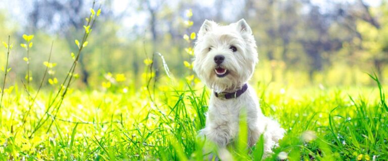 West Highland White Terrier standing in a sunny field with an alert face and bright white coat