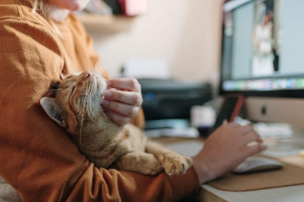 Woman petting a gray cat while she is on her computer