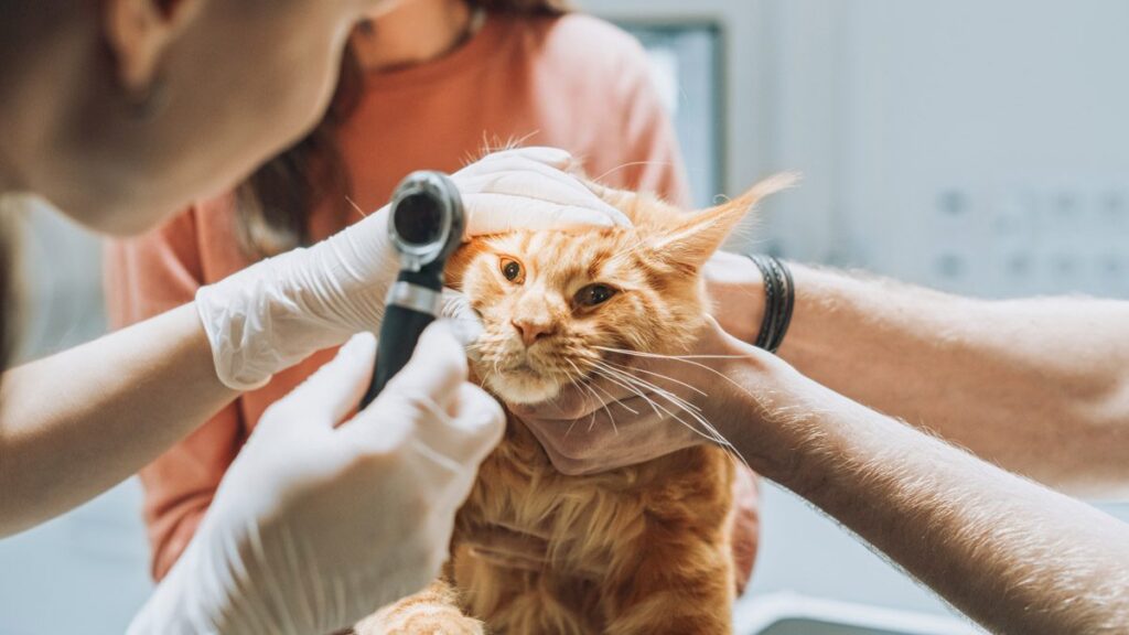 Veterinarian examining an orange-and-white cat's ear with an otoscope in Scottsdale