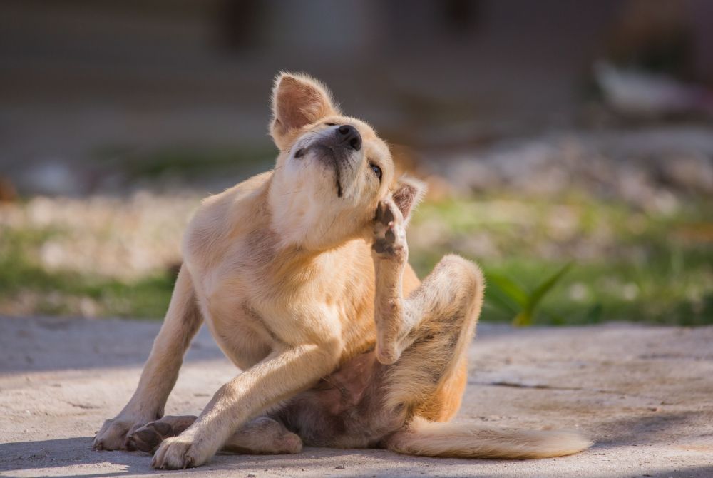 A small tan dog sitting outdoors and looking upward while scratching their ear