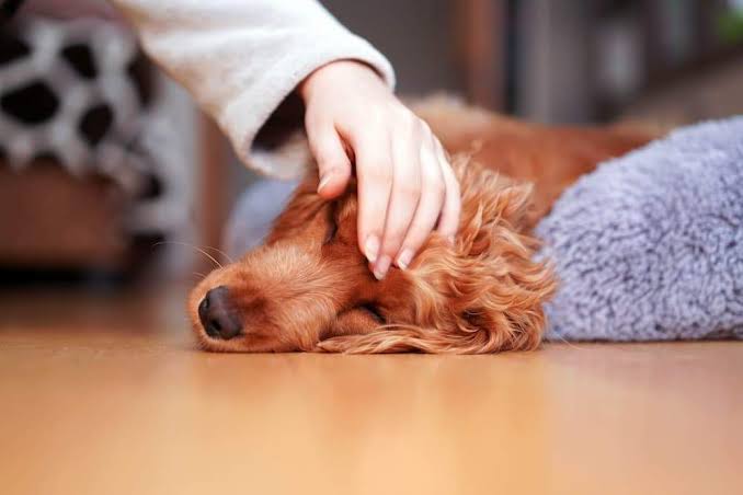 Pet owner gently checking a dog's skin and coat for irritation or discomfort at home