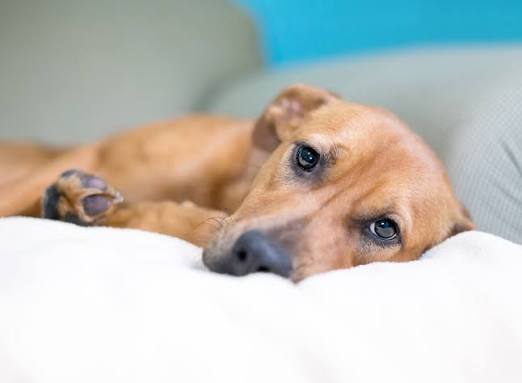 Tan dog resting with a tired expression while being monitored for signs of illness